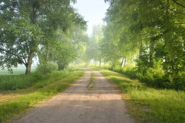 Caminho Através Majestosa Floresta Caduca Nevoeiro Luz Solar Suave Raios — Fotografia de Stock