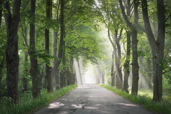 Landsväg Majestätisk Grön Lövskog Naturlig Tunnel Mäktiga Träd Dimma Solstrålar — Stockfoto