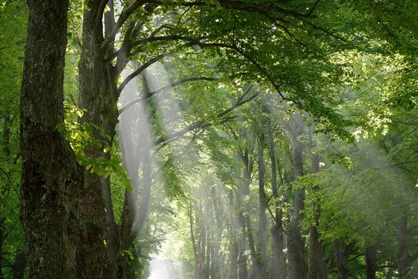 Ağaç Dallarından Akan Güneş Işınları Görkemli Yaprak Döken Ormanlarda Yeşil — Stok fotoğraf