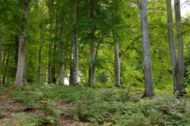 Güçlü yaprak döken kayın ağaçları, ağaç gövdeleri, yeşil yapraklar, bitkiler. Karanlık orman. Resimli panoramik manzara. Doğa, ekoloji, çevre, eko-turizm, mevsimler, ilkbahar, doğa rezervi, ulusal park