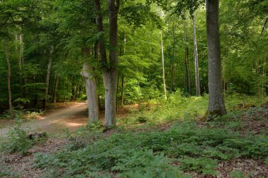 Avrupa 'daki ulusal parktan geçen yol (doğal tünel). Güçlü yaprak döken kayın ağaçları, kökleri. Bahar ormanı. Resimli panoramik manzara. Doğa, çevre koruma, eko-turizm, yürüyüş