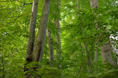 Güçlü yaprak döken kayın ağaçları, ağaç gövdeleri, yeşil yapraklar, bitkiler. Karanlık orman. Resimli panoramik manzara. Doğa, ekoloji, çevre, eko-turizm, mevsimler, ilkbahar, doğa rezervi, ulusal park