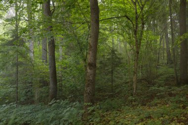 Güçlü yaprak döken kayın ağaçları, ağaç gövdeleri, yeşil yapraklar, bitkiler. Karanlık orman. Resimli panoramik manzara. Doğa, ekoloji, çevre, eko-turizm, mevsimler, ilkbahar, doğa rezervi, ulusal park