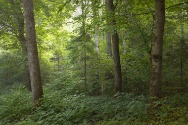 Güçlü yaprak döken kayın ağaçları, ağaç gövdeleri, yeşil yapraklar, bitkiler. Karanlık orman. Resimli panoramik manzara. Doğa, ekoloji, çevre, eko-turizm, mevsimler, ilkbahar, doğa rezervi, ulusal park