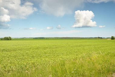 Tarlaya sürülmüş tarla ve ormanın yeşil tepeleri. Idyllic yaz kırsal manzarası. Yağmurdan sonra dramatik bir gökyüzü. Saf doğa, çevre, çiftlik, kırsal yaşam, eko-turizm. Panoramik görünüm