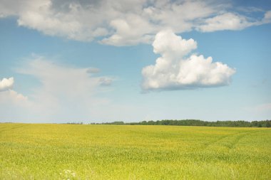 Tarlaya sürülmüş tarla ve ormanın yeşil tepeleri. Idyllic yaz kırsal manzarası. Yağmurdan sonra dramatik bir gökyüzü. Saf doğa, çevre, çiftlik, kırsal yaşam, eko-turizm. Panoramik görünüm