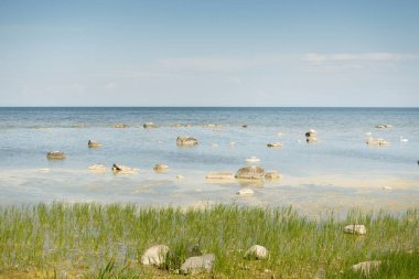 Güneşli bir yaz gününde Baltık kıyılarından panoramik manzara. Kayalar yakın plan. Doğa, çevre koruma, tatiller, yürüyüş, keşif kavramları