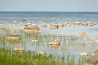 Güneşli bir yaz gününde Baltık kıyılarından panoramik manzara. Kayalar yakın plan. Doğa, çevre koruma, tatiller, yürüyüş, keşif kavramları