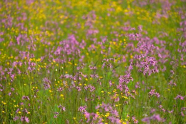 Yeşil bir tarla üzerinde çiçek açan pembe çiçekler (Silene flos-cuculi veya rag-robin). Doğal çiçek deseni, doku. Dekoratif bitkiler, kır çiçekleri, bahçıvanlık, çiftlik, bal üretim temaları