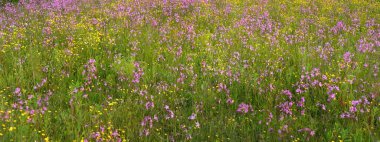 Yeşil bir tarla üzerinde çiçek açan pembe çiçekler (Silene flos-cuculi veya rag-robin). Doğal çiçek deseni, doku. Dekoratif bitkiler, kır çiçekleri, bahçıvanlık, çiftlik, bal üretim temaları