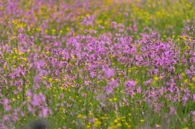 Yeşil bir tarla üzerinde çiçek açan pembe çiçekler (Silene flos-cuculi veya rag-robin). Doğal çiçek deseni, doku. Dekoratif bitkiler, kır çiçekleri, bahçıvanlık, çiftlik, bal üretim temaları