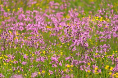 Yeşil bir tarla üzerinde çiçek açan pembe çiçekler (Silene flos-cuculi veya rag-robin). Doğal çiçek deseni, doku. Dekoratif bitkiler, kır çiçekleri, bahçıvanlık, çiftlik, bal üretim temaları