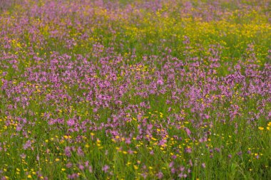 Yeşil bir tarla üzerinde çiçek açan pembe çiçekler (Silene flos-cuculi veya rag-robin). Doğal çiçek deseni, doku. Dekoratif bitkiler, kır çiçekleri, bahçıvanlık, çiftlik, bal üretim temaları