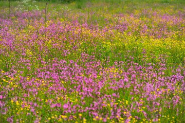 Yeşil bir tarla üzerinde çiçek açan pembe çiçekler (Silene flos-cuculi veya rag-robin). Doğal çiçek deseni, doku. Dekoratif bitkiler, kır çiçekleri, bahçıvanlık, çiftlik, bal üretim temaları