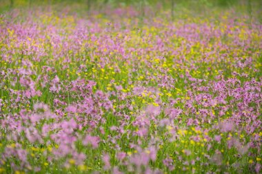 Yeşil bir tarla üzerinde çiçek açan pembe çiçekler (Silene flos-cuculi veya rag-robin). Doğal çiçek deseni, doku. Dekoratif bitkiler, kır çiçekleri, bahçıvanlık, çiftlik, bal üretim temaları