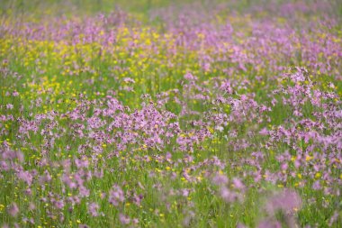 Yeşil bir tarla üzerinde çiçek açan pembe çiçekler (Silene flos-cuculi veya rag-robin). Doğal çiçek deseni, doku. Dekoratif bitkiler, kır çiçekleri, bahçıvanlık, çiftlik, bal üretim temaları