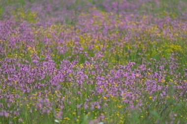 Yeşil bir tarla üzerinde çiçek açan pembe çiçekler (Silene flos-cuculi veya rag-robin). Doğal çiçek deseni, doku. Dekoratif bitkiler, kır çiçekleri, bahçıvanlık, çiftlik, bal üretim temaları