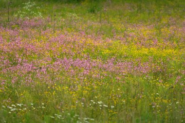Yeşil bir tarla üzerinde çiçek açan pembe çiçekler (Silene flos-cuculi veya rag-robin). Doğal çiçek deseni, doku. Dekoratif bitkiler, kır çiçekleri, bahçıvanlık, çiftlik, bal üretim temaları