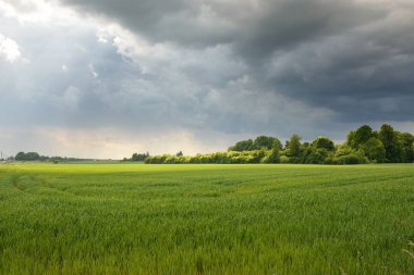 Tarlaya sürülmüş tarla ve ormanın yeşil tepeleri. Idyllic yaz kırsal manzarası. Dramatik gökyüzü, yağmur, fırtına. Saf doğa, çevre, çiftlik, kırsal yaşam, eko-turizm. Panoramik görünüm