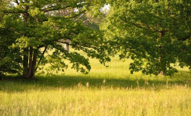 Yeşil orman parkı açık bir günde. Ulu meşe ağaçlarının arasından geçen yol. Yumuşak güneş ışığı. Avrupa 'da yaz. Doğa, çevre, ekoloji, eko-turizm, yürüyüş, yürüyüş. Panoramik görünüm