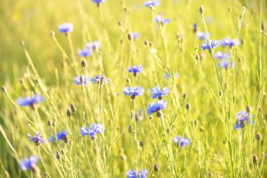Çiçek açan mavi Centaurea çiçekleri yeşil bir tarla arazisinde, yakın plan. Doğa, çevre, tarım, çiftlik, alternatif halk tıbbı ve gıda endüstrisi, doğal renklendirme temaları