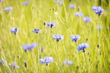 Çiçek açan mavi Centaurea çiçekleri yeşil bir tarla arazisinde, yakın plan. Doğa, çevre, tarım, çiftlik, alternatif halk tıbbı ve gıda endüstrisi, doğal renklendirme temaları