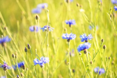 Çiçek açan mavi Centaurea çiçekleri yeşil bir tarla arazisinde, yakın plan. Doğa, çevre, tarım, çiftlik, alternatif halk tıbbı ve gıda endüstrisi, doğal renklendirme temaları