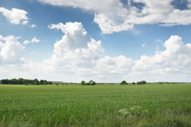 Tarlaya sürülmüş tarla ve ormanın yeşil tepeleri. Idyllic yaz kırsal manzarası. Yağmurdan sonra dramatik bir gökyüzü. Saf doğa, çevre, çiftlik, kırsal yaşam, eko-turizm. Panoramik görünüm