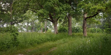Yeşil orman parkı açık bir günde. Ulu meşe ağaçlarının arasından geçen yol. Avrupa 'da yaz. Doğa, çevre, ekoloji, eko-turizm, yürüyüş, yürüyüş. Panoramik görünüm