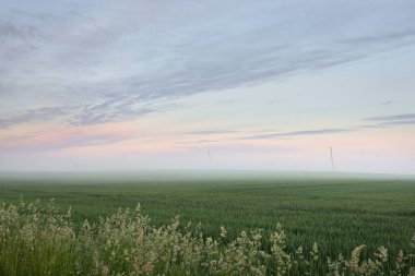 Yeşil tarlalı tarlaların panoramik manzarası (orman çayırı, çimen), Gündoğumu, sis. Idyllic yaz kırsal arazisi. Doğa, çevre, ekoloji, eko-turizm, yürüyüş, köy, çiftlik, uzak yerler