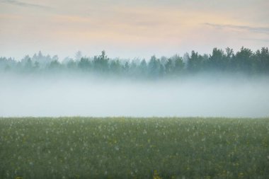 Güneşin doğuşunda sisli bir arazide (orman çayırı, çimenlik). Yumuşak güneş ışığı, altın saat. Idyllic kırsal kesim. Panoramik manzara. Saf doğa, ekoloji, çevre, eko-turizm