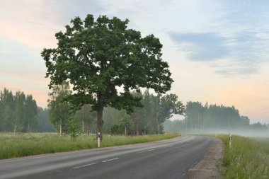 Kırsal karayolu (eski asfalt yolu) gün doğumunda tarla ve ormanın içinden geçer. Yumuşak güneş ışığı, parlayan pembe ve altın bulutlar. Tatiller, lojistik, uzak yerler