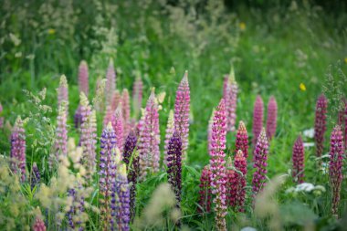 Çiçek açan mavi, pembe, mor lupin çiçekleri (Lupinus) yakın plan, yeşil yaz tarlası. Panoramik manzara. Doğa, bitkiler, botanik, bahçecilik, halk tıbbı, organik gübre. Doğal çiçek arkaplanı