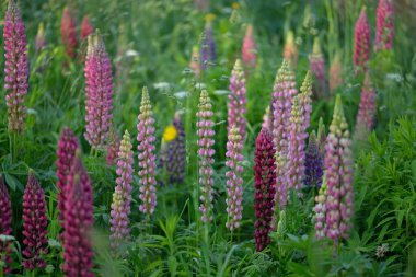 Çiçek açan mavi, pembe, mor lupin çiçekleri (Lupinus) yakın plan, yeşil yaz tarlası. Panoramik manzara. Doğa, bitkiler, botanik, bahçecilik, halk tıbbı, organik gübre. Doğal çiçek arkaplanı
