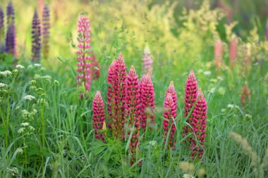 Çiçek açan mavi, pembe, mor lupin çiçekleri (Lupinus) yakın plan, yeşil yaz tarlası. Panoramik manzara. Doğa, bitkiler, botanik, bahçecilik, halk tıbbı, organik gübre. Doğal çiçek arkaplanı