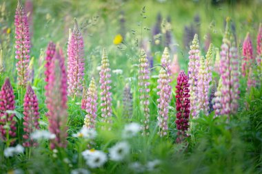 Çiçek açan mavi, pembe, mor lupin çiçekleri (Lupinus) yakın plan, yeşil yaz tarlası. Panoramik manzara. Doğa, bitkiler, botanik, bahçecilik, halk tıbbı, organik gübre. Doğal çiçek arkaplanı