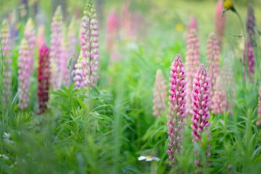 Çiçek açan mavi, pembe, mor lupin çiçekleri (Lupinus) yakın plan, yeşil yaz tarlası. Panoramik manzara. Doğa, bitkiler, botanik, bahçecilik, halk tıbbı, organik gübre. Doğal çiçek arkaplanı
