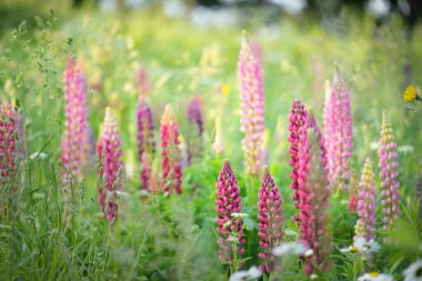 Çiçek açan mavi, pembe, mor lupin çiçekleri (Lupinus) yakın plan, yeşil yaz tarlası. Panoramik manzara. Doğa, bitkiler, botanik, bahçecilik, halk tıbbı, organik gübre. Doğal çiçek arkaplanı