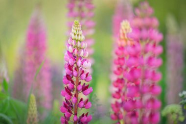 Çiçek açan mavi, pembe, mor lupin çiçekleri (Lupinus) yakın plan, yeşil yaz tarlası. Panoramik manzara. Doğa, bitkiler, botanik, bahçecilik, halk tıbbı, organik gübre. Doğal çiçek arkaplanı