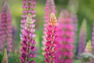 Çiçek açan mavi, pembe, mor lupin çiçekleri (Lupinus) yakın plan, yeşil yaz tarlası. Panoramik manzara. Doğa, bitkiler, botanik, bahçecilik, halk tıbbı, organik gübre. Doğal çiçek arkaplanı