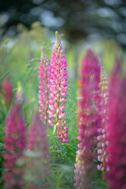 Çiçek açan mavi, pembe, mor lupin çiçekleri (Lupinus) yakın plan, yeşil yaz tarlası. Panoramik manzara. Doğa, bitkiler, botanik, bahçecilik, halk tıbbı, organik gübre. Doğal çiçek arkaplanı