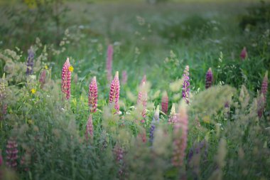 Çiçek açan mavi, pembe, mor lupin çiçekleri (Lupinus) yakın plan, yeşil yaz tarlası. Panoramik manzara. Doğa, bitkiler, botanik, bahçecilik, halk tıbbı, organik gübre. Doğal çiçek arkaplanı