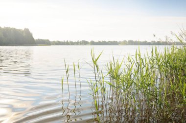 Kristal berrak bir orman gölü (nehir) kıyısından panoramik manzara. Idyllic yaz manzarası. Doğa, çevre, ekoloji, eko-turizm, yürüyüş, tatiller, yüzme ve rahatlatıcı kavramlar