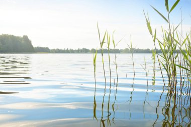 Kristal berrak bir orman gölü (nehir) kıyısından panoramik manzara. Idyllic yaz manzarası. Doğa, çevre, ekoloji, eko-turizm, yürüyüş, tatiller, yüzme ve rahatlatıcı kavramlar