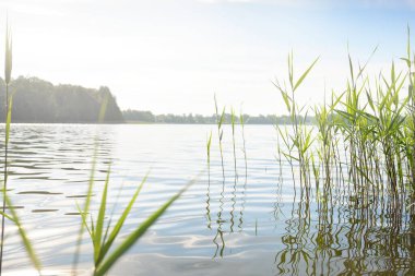 Kristal berrak bir orman gölü (nehir) kıyısından panoramik manzara. Idyllic yaz manzarası. Doğa, çevre, ekoloji, eko-turizm, yürüyüş, tatiller, yüzme ve rahatlatıcı kavramlar