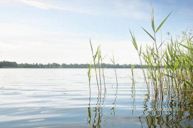 Kristal berrak bir orman gölü (nehir) kıyısından panoramik manzara. Idyllic yaz manzarası. Doğa, çevre, ekoloji, eko-turizm, yürüyüş, tatiller, yüzme ve rahatlatıcı kavramlar