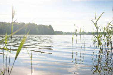 Kristal berrak bir orman gölü (nehir) kıyısından panoramik manzara. Idyllic yaz manzarası. Doğa, çevre, ekoloji, eko-turizm, yürüyüş, tatiller, yüzme ve rahatlatıcı kavramlar