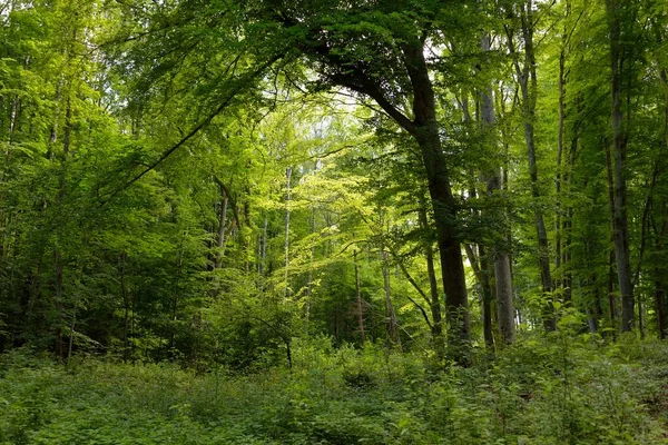 Mighty Deciduous Beech Trees Tree Trunks Green Leaves Plants Dark — Stock Photo, Image