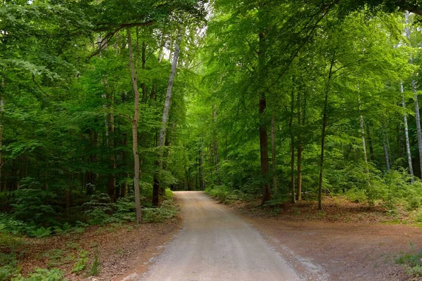 Pathway Naturlig Tunnel Genom Nationalparken Europa Mäktiga Lövträd Rötter Vårskog — Stockfoto