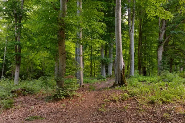 Potężne Buki Liściaste Pnie Zielone Liście Rośliny Ciemny Las Malownicze — Zdjęcie stockowe